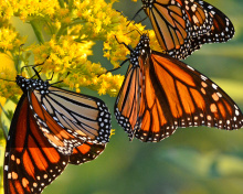 Screenshot №1 pro téma Monarch butterfly 220x176