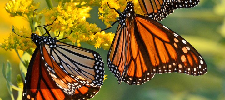 Fondo de pantalla Monarch butterfly 720x320
