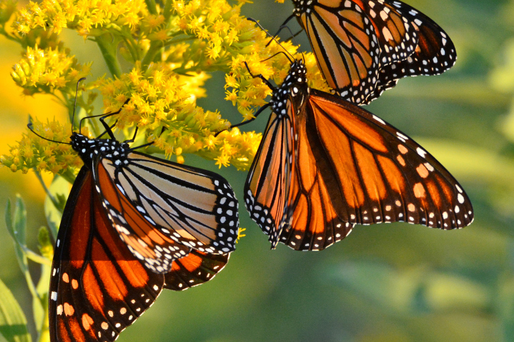 Das Monarch butterfly Wallpaper