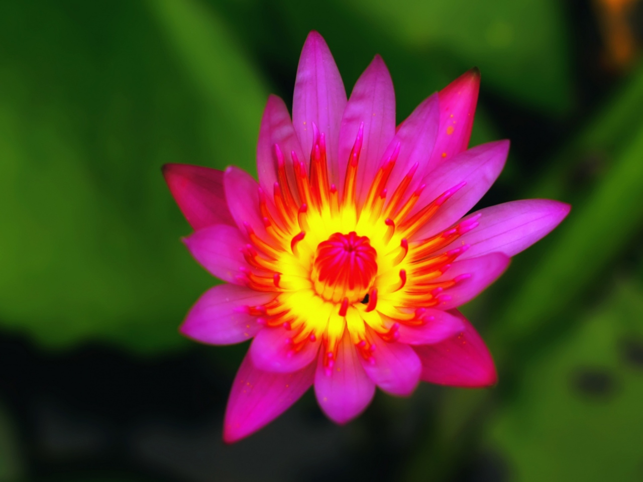 Das Nymphaea Wallpaper 1280x960