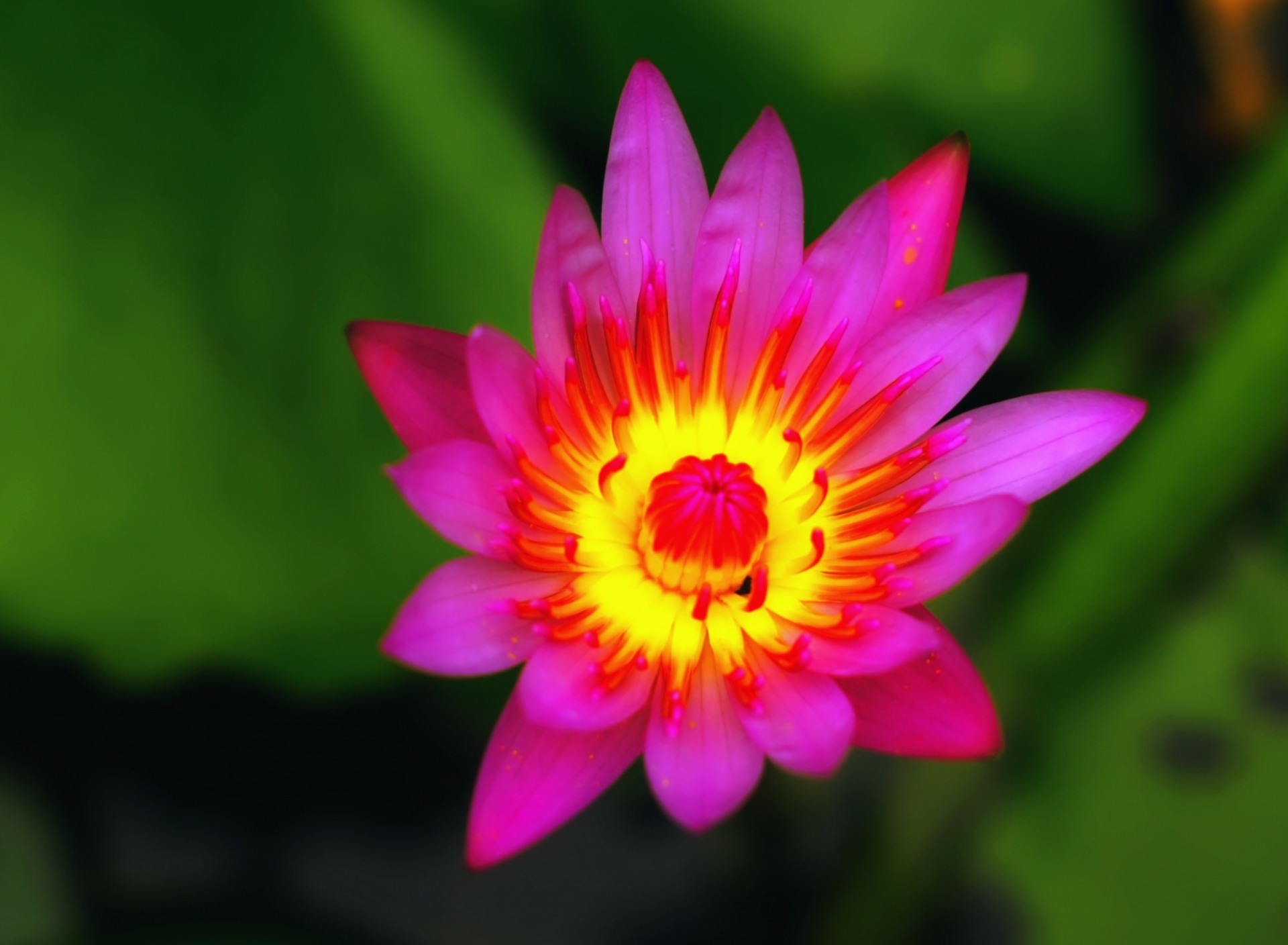 Das Nymphaea Wallpaper 1920x1408