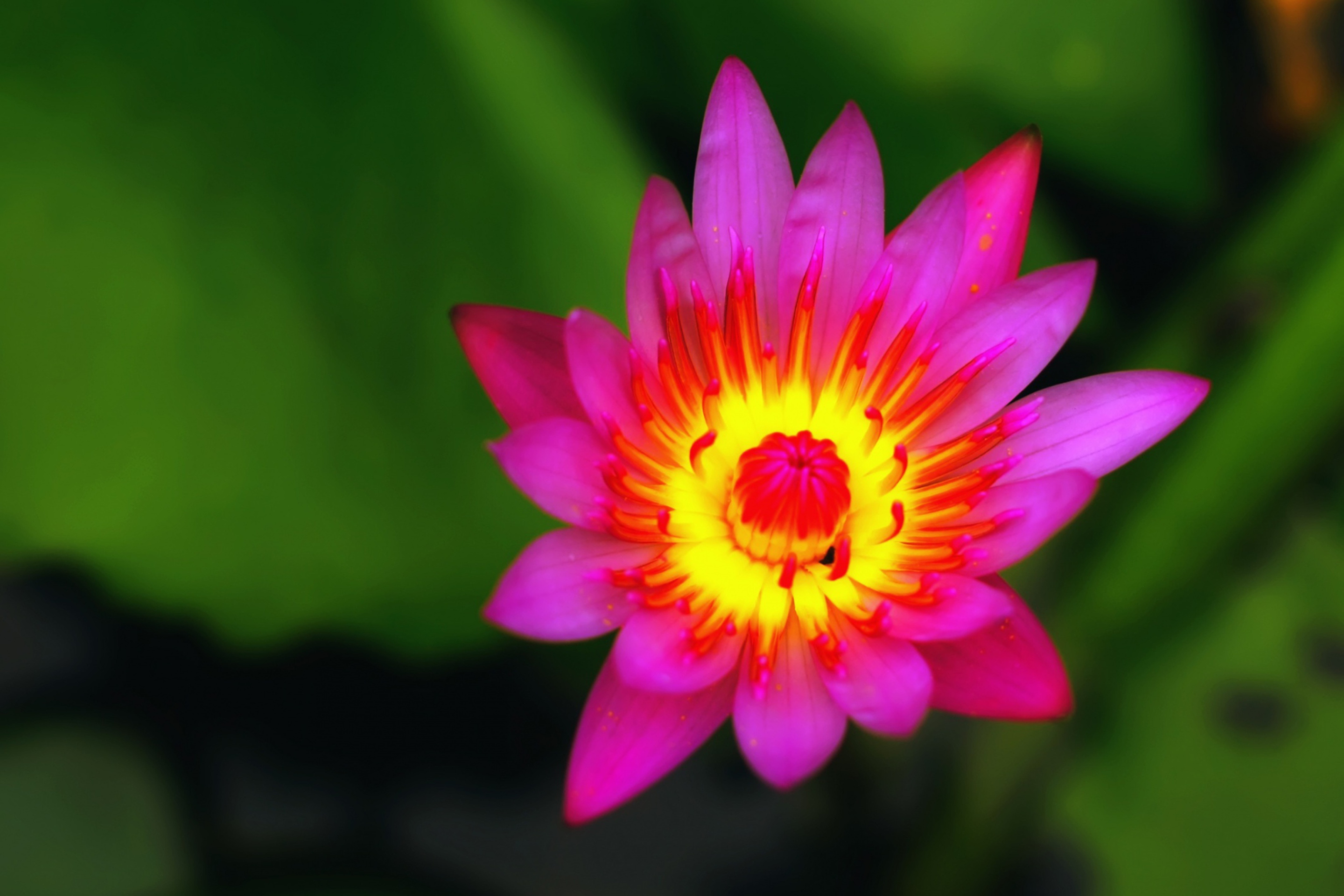 Das Nymphaea Wallpaper 2880x1920