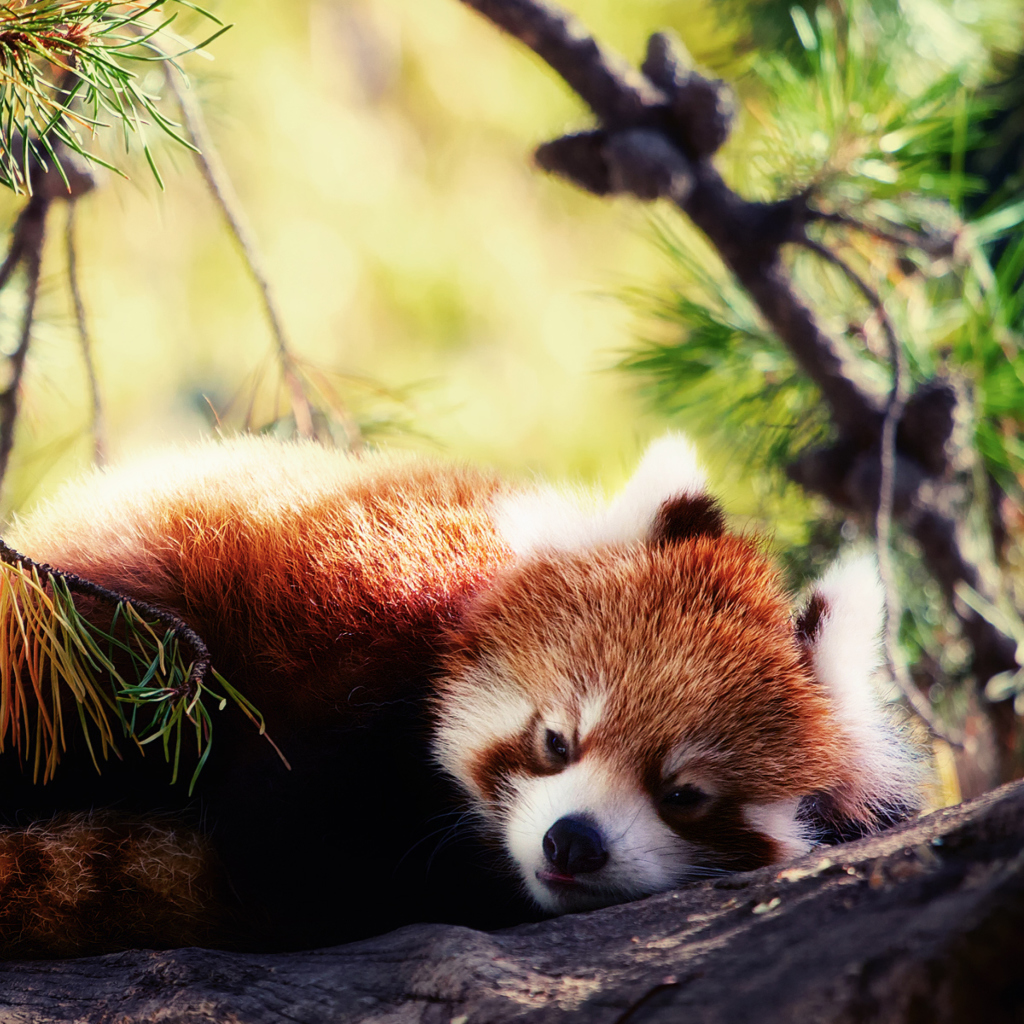 Обои Sleeping Red Panda 1024x1024