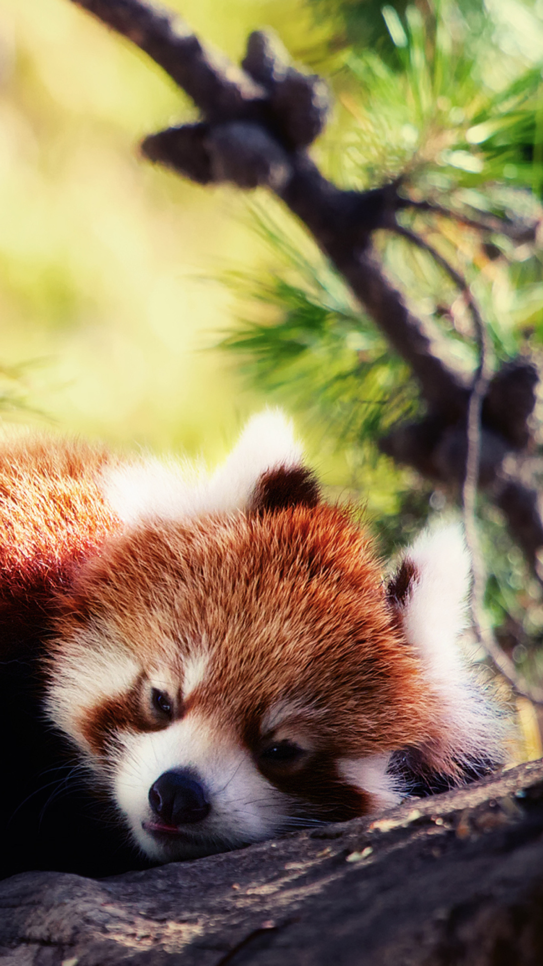 Fondo de pantalla Sleeping Red Panda 1080x1920