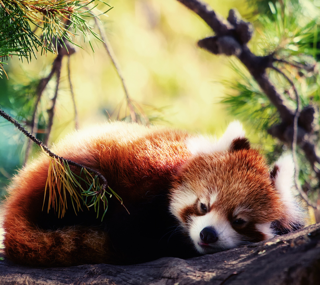 Fondo de pantalla Sleeping Red Panda 1080x960