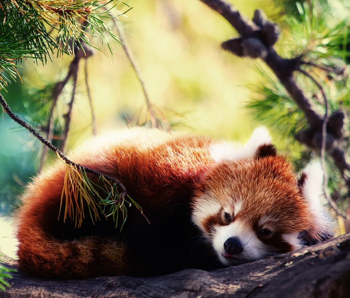 Обои Sleeping Red Panda 1200x1024