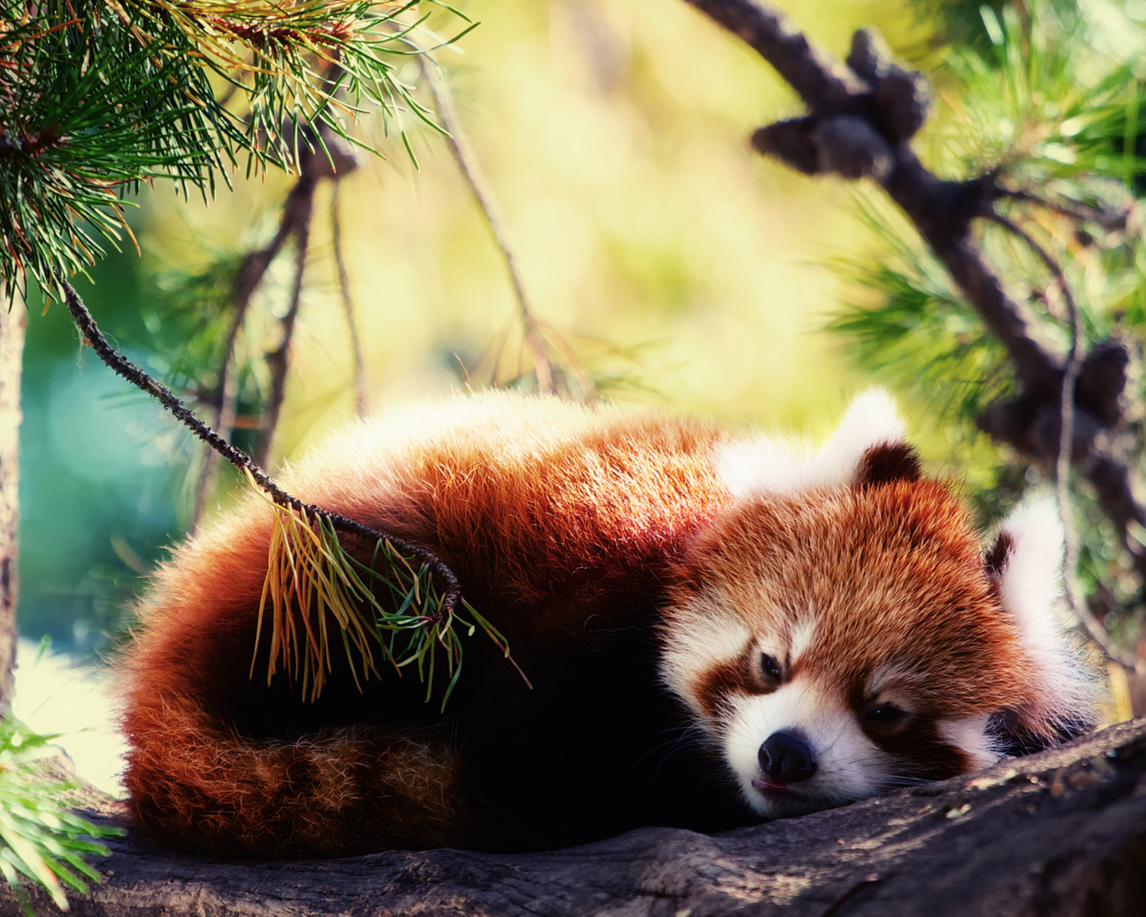Sleeping Red Panda screenshot #1 1280x1024