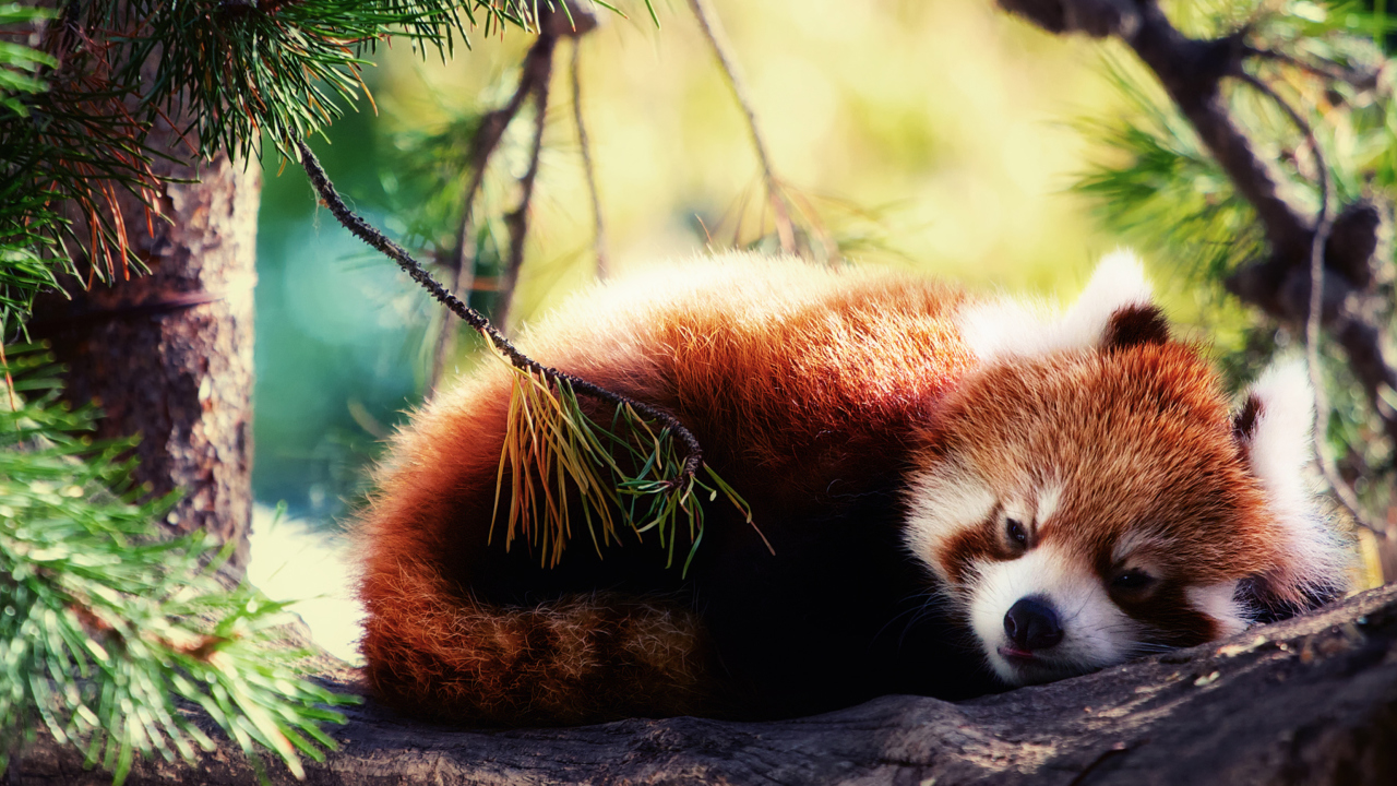 Fondo de pantalla Sleeping Red Panda 1280x720