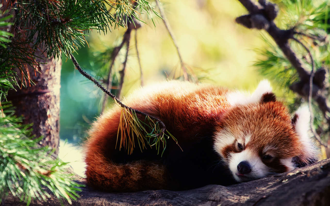 Fondo de pantalla Sleeping Red Panda 1280x800