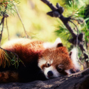 Sleeping Red Panda screenshot #1 128x128