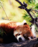 Sleeping Red Panda wallpaper 128x160
