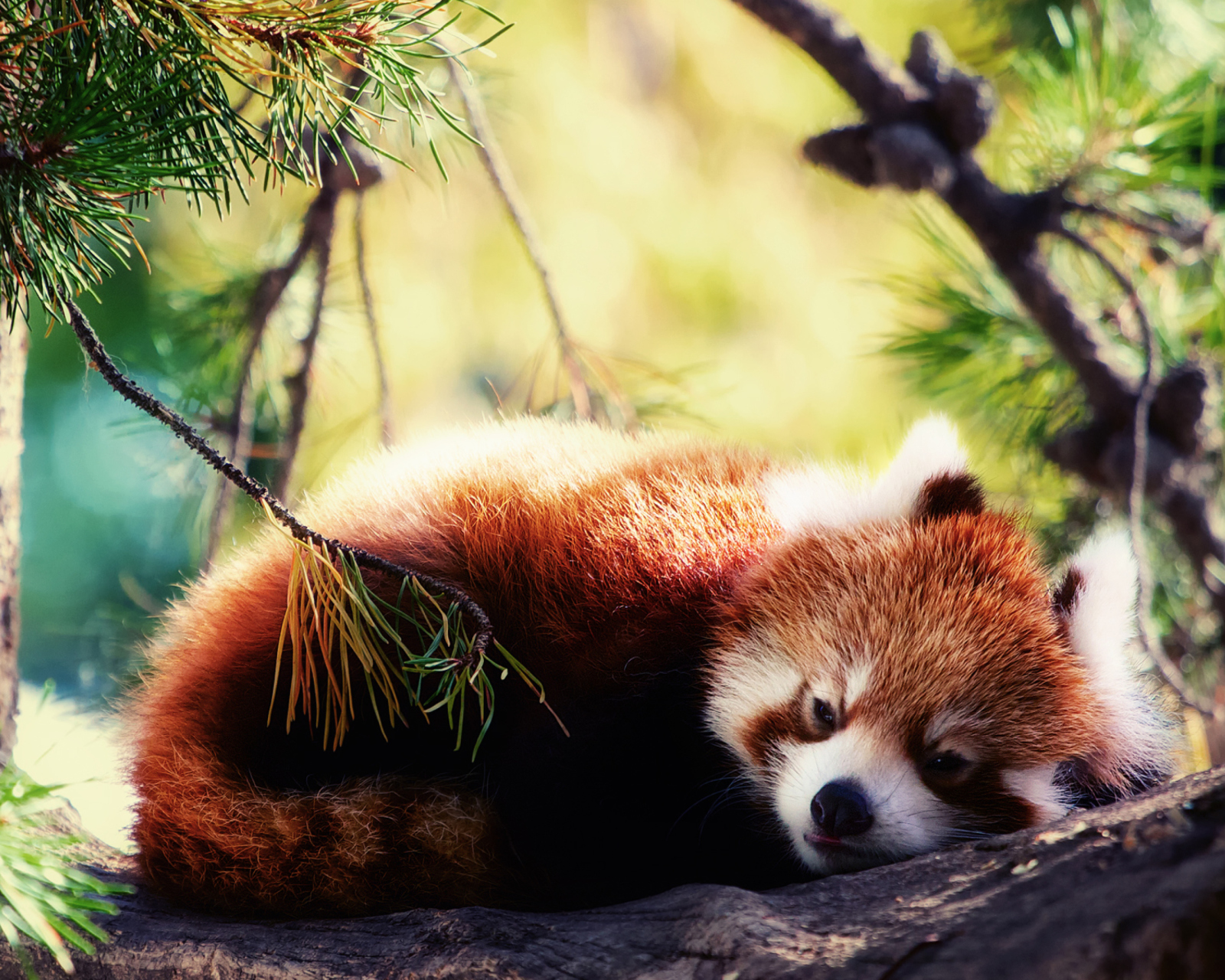 Обои Sleeping Red Panda 1600x1280