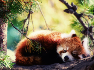 Обои Sleeping Red Panda 320x240