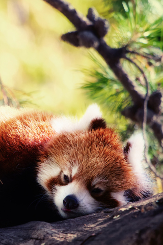 Sleeping Red Panda screenshot #1 320x480