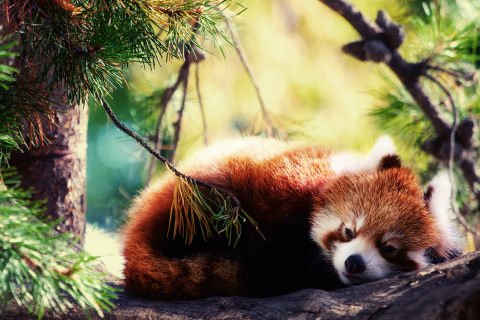 Sfondi Sleeping Red Panda 480x320