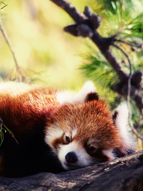 Обои Sleeping Red Panda 480x640
