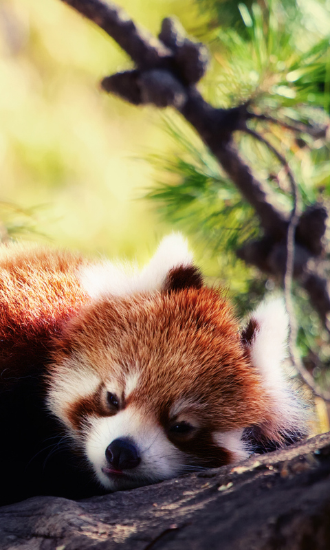 Обои Sleeping Red Panda 480x800