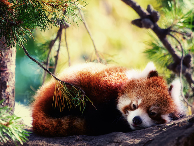 Fondo de pantalla Sleeping Red Panda 640x480