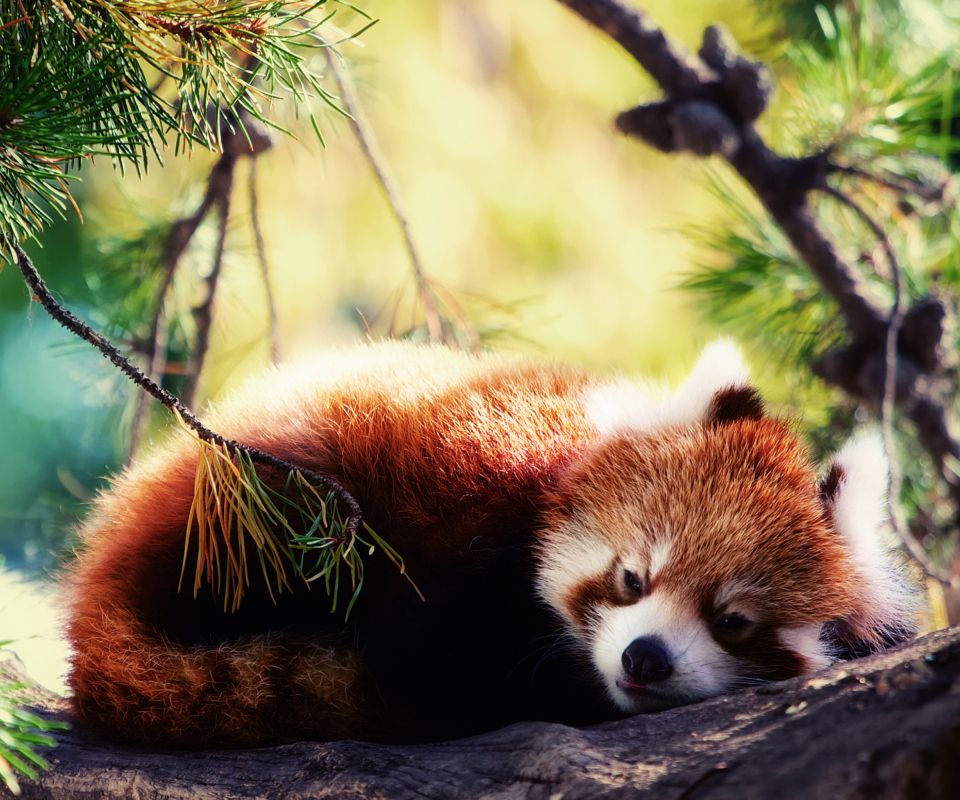 Fondo de pantalla Sleeping Red Panda 960x800