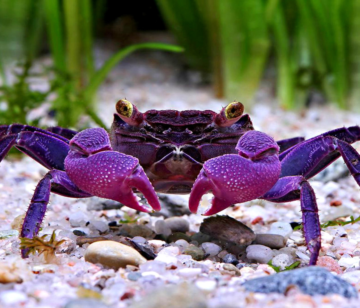 Обои Big Crab 1200x1024
