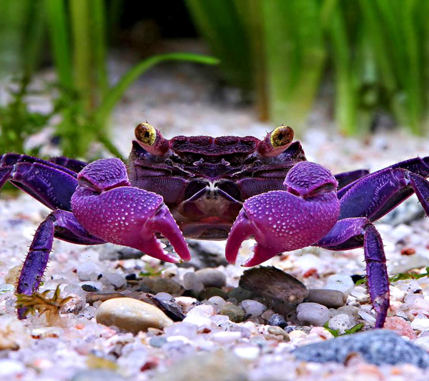 Fondo de pantalla Big Crab 1440x1280