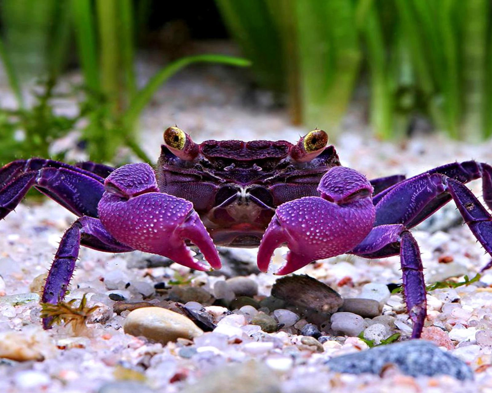 Sfondi Big Crab 1600x1280