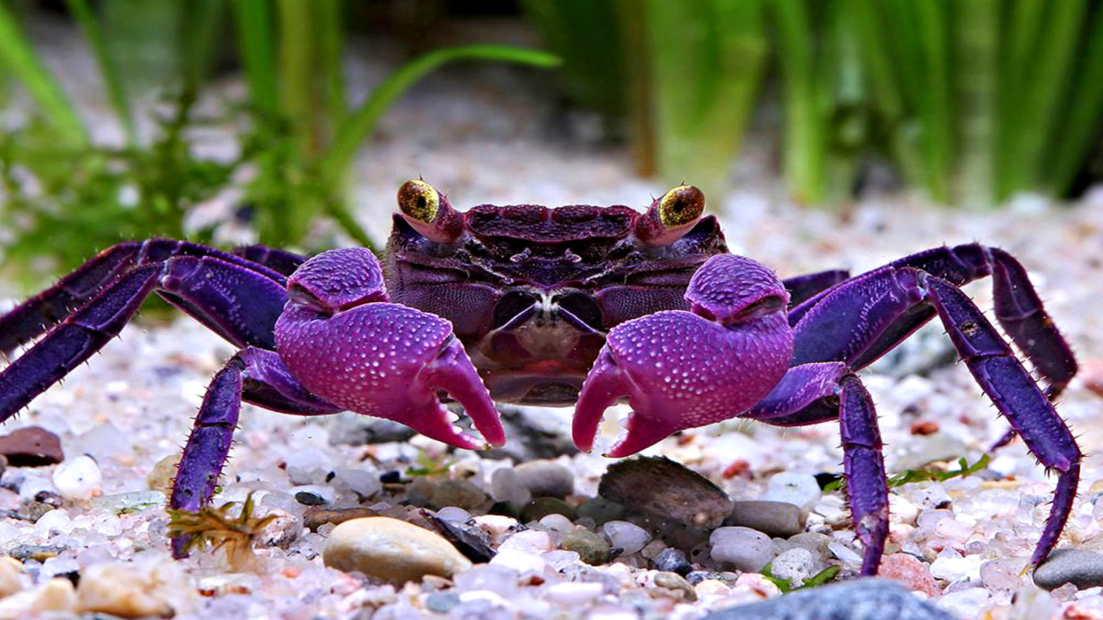 Big Crab screenshot #1 1600x900