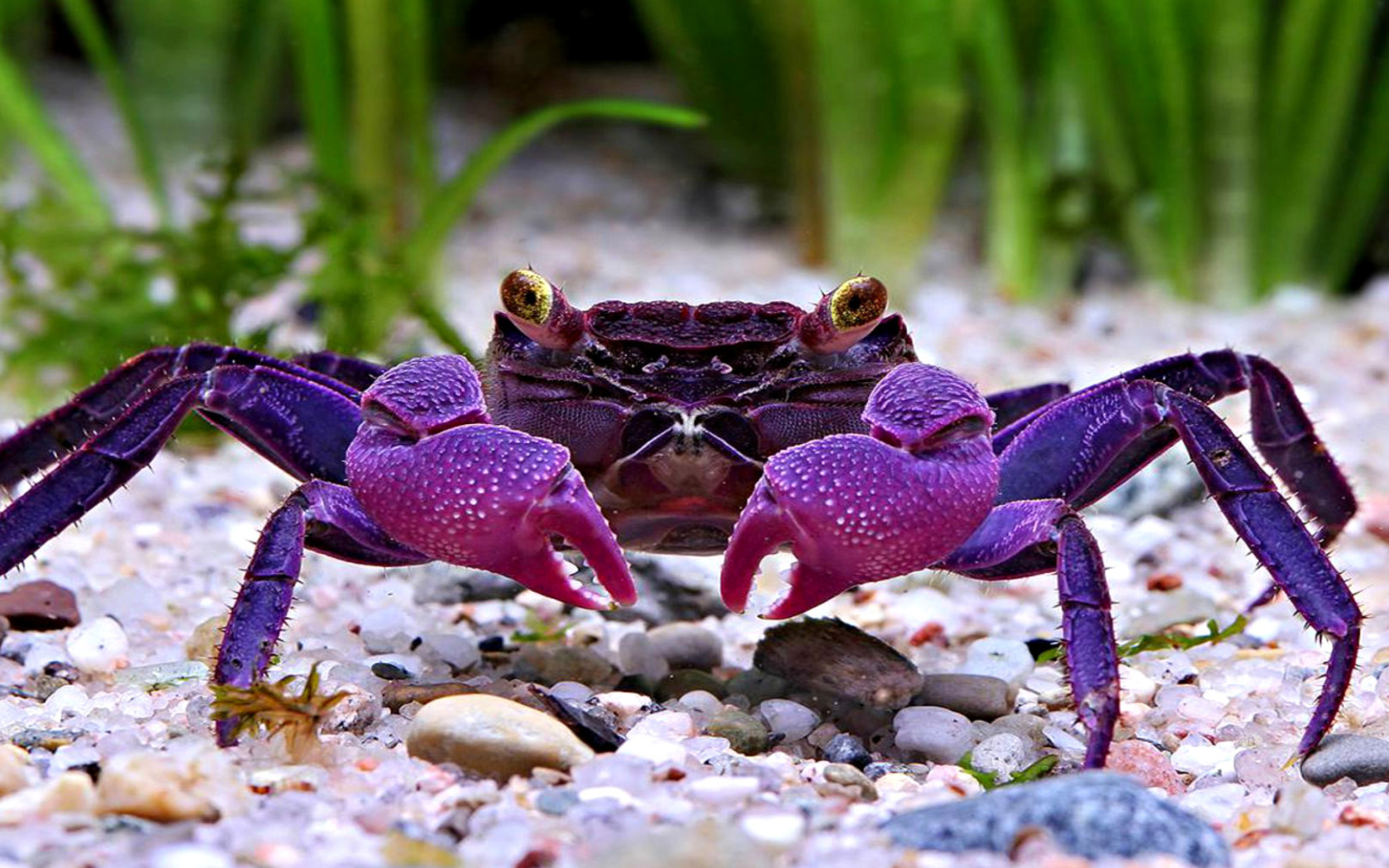 Sfondi Big Crab 1680x1050