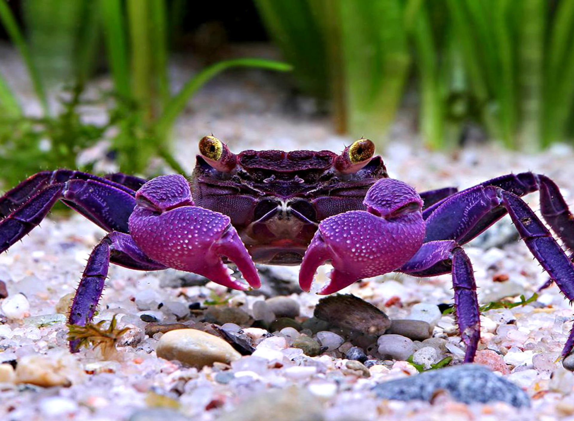 Sfondi Big Crab 1920x1408