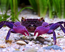 Fondo de pantalla Big Crab 220x176