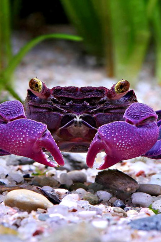 Sfondi Big Crab 320x480