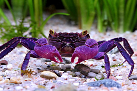 Das Big Crab Wallpaper 480x320