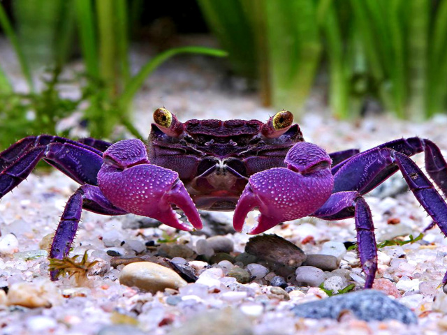 Das Big Crab Wallpaper 640x480