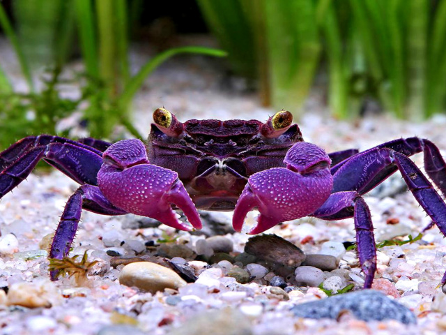 Fondo de pantalla Big Crab 640x480