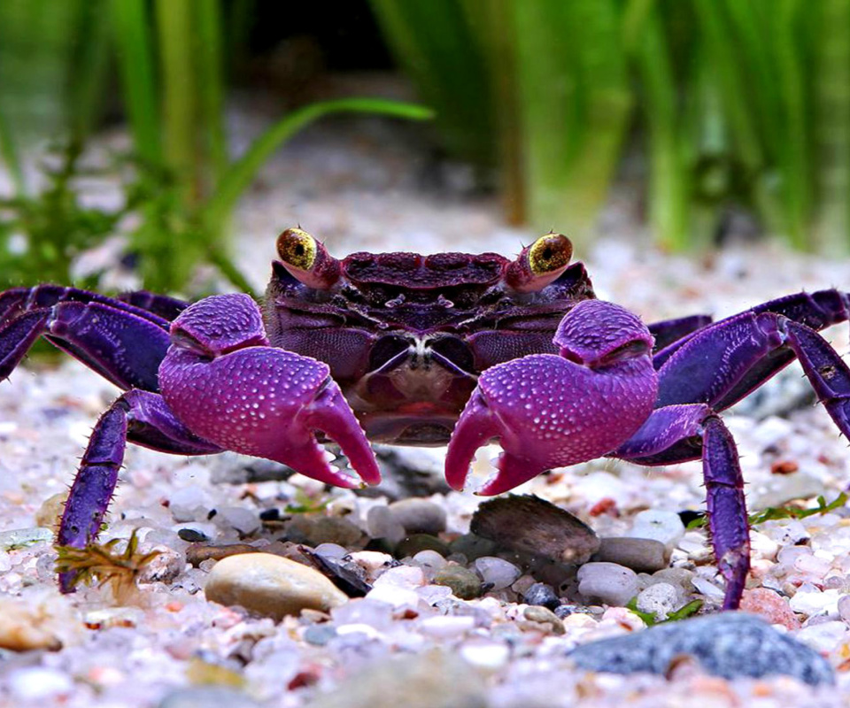 Sfondi Big Crab 960x800