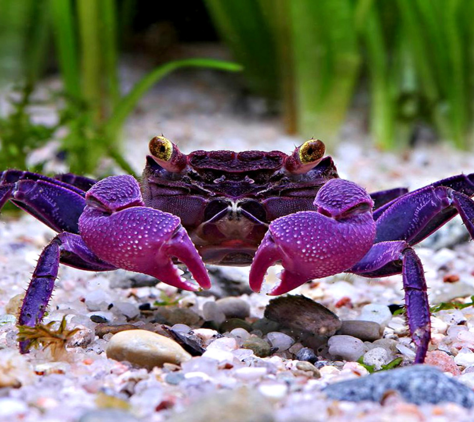 Das Big Crab Wallpaper 960x854