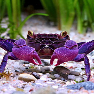 Kostenloses Big Crab Wallpaper für iPad 3