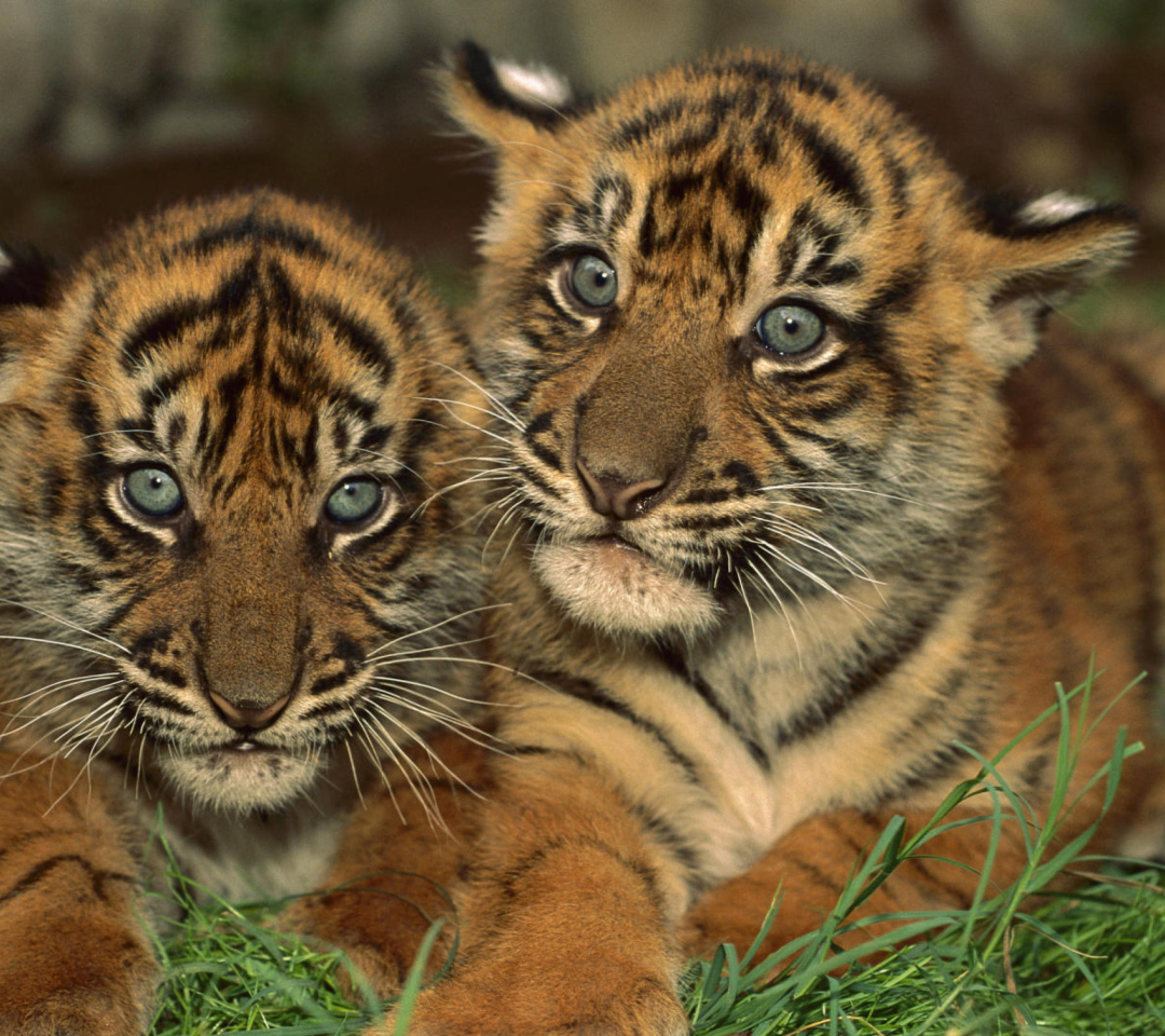 Fondo de pantalla Tiger Cubs 1080x960