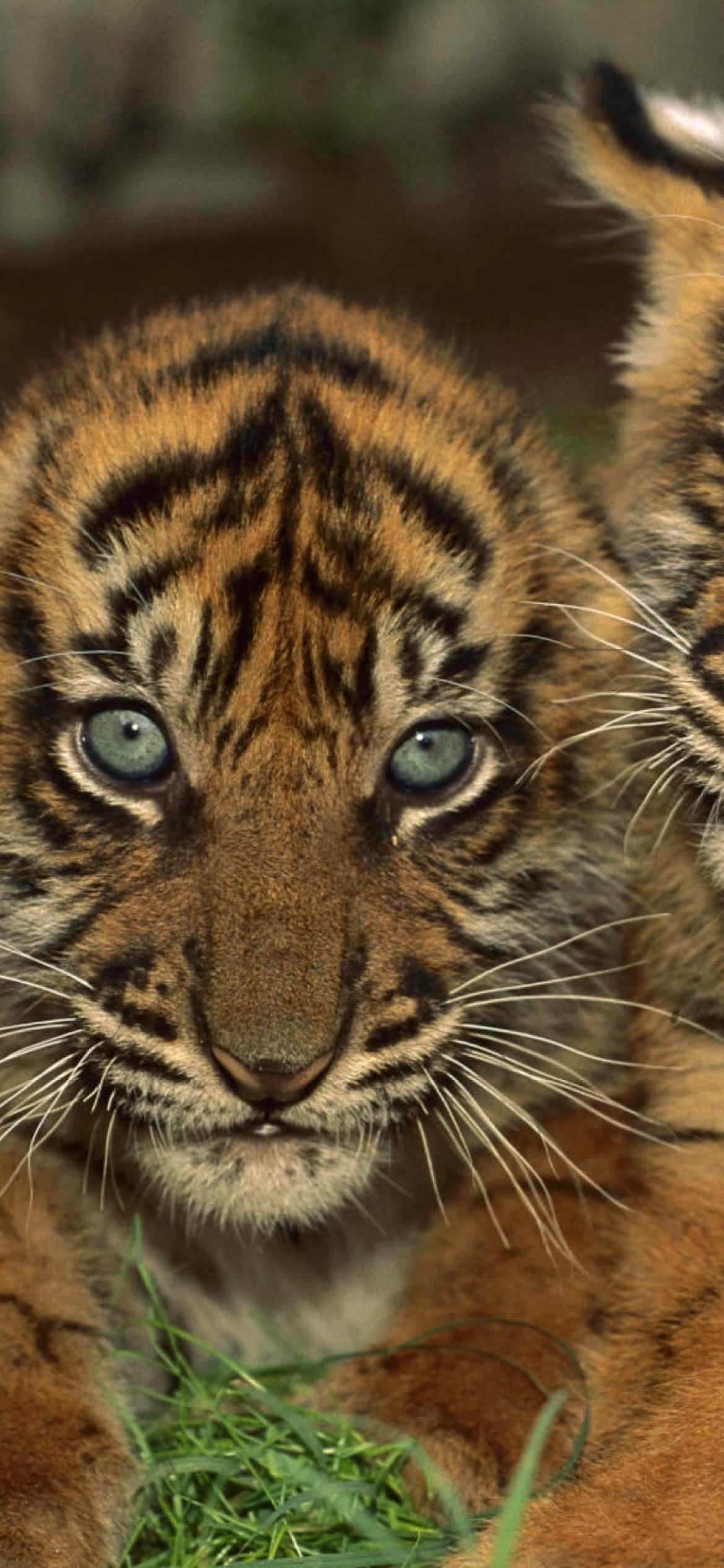 Обои Tiger Cubs 1170x2532