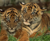 Tiger Cubs wallpaper 176x144