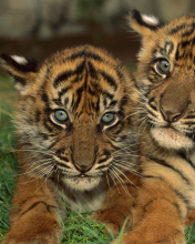 Sfondi Tiger Cubs 176x220