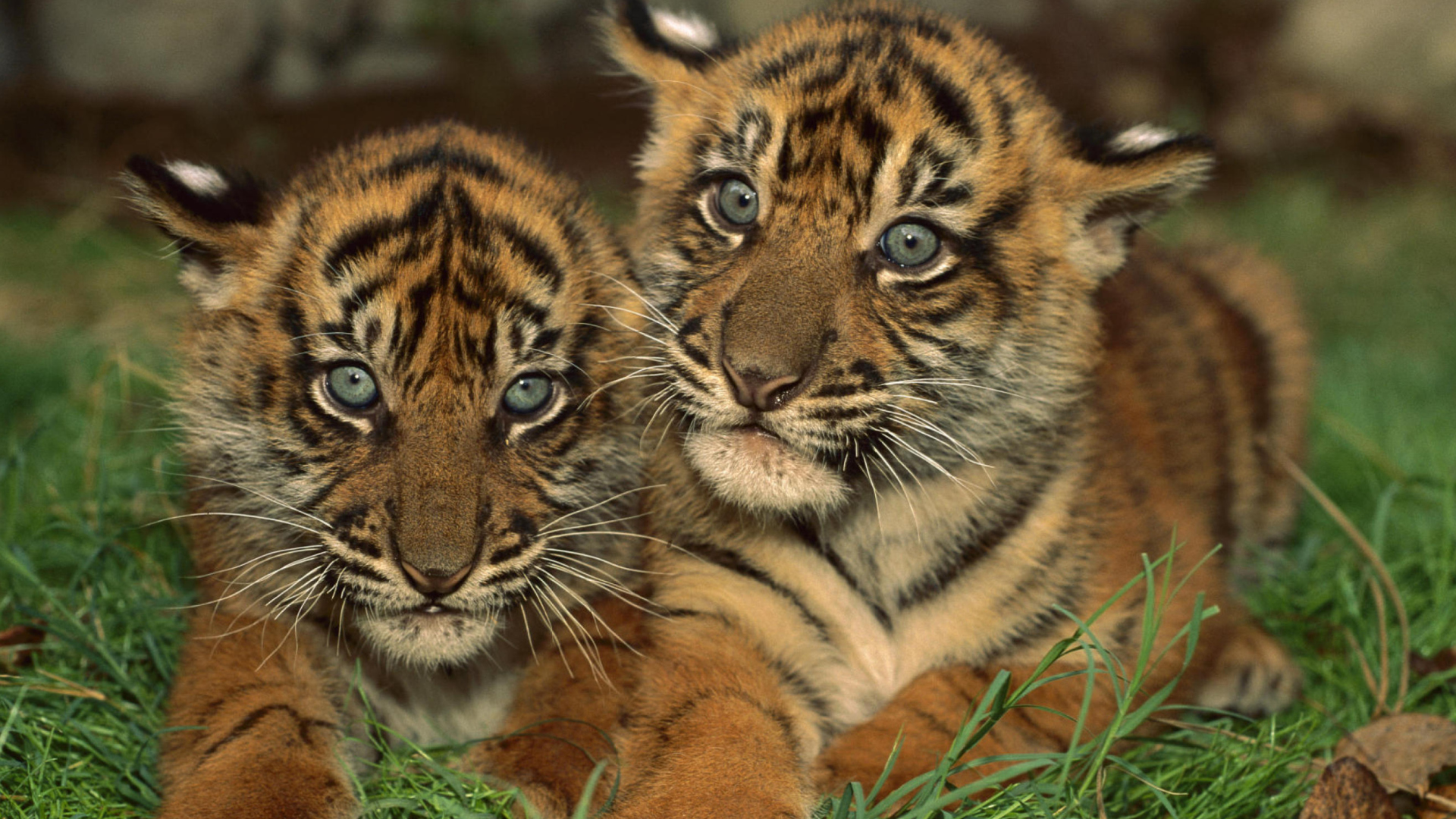 Fondo de pantalla Tiger Cubs 1920x1080