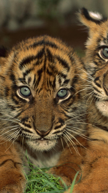 Tiger Cubs wallpaper 360x640