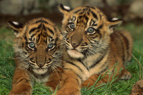 Fondo de pantalla Tiger Cubs 480x320