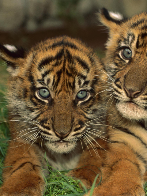 Обои Tiger Cubs 480x640