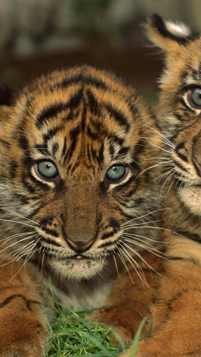 Das Tiger Cubs Wallpaper 640x1136