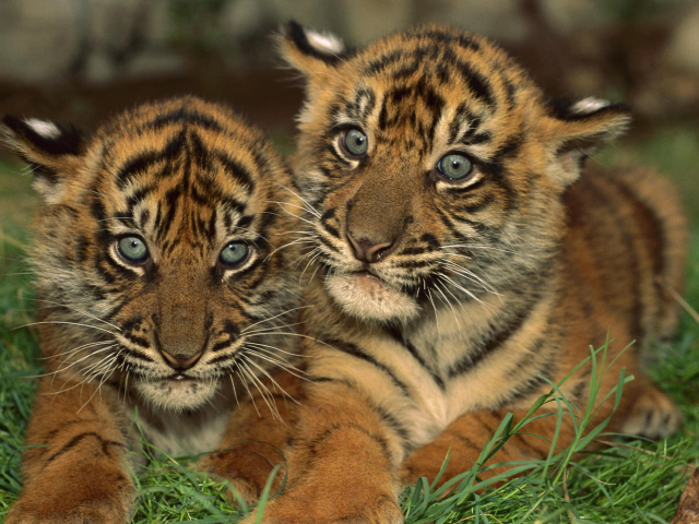 Sfondi Tiger Cubs 640x480