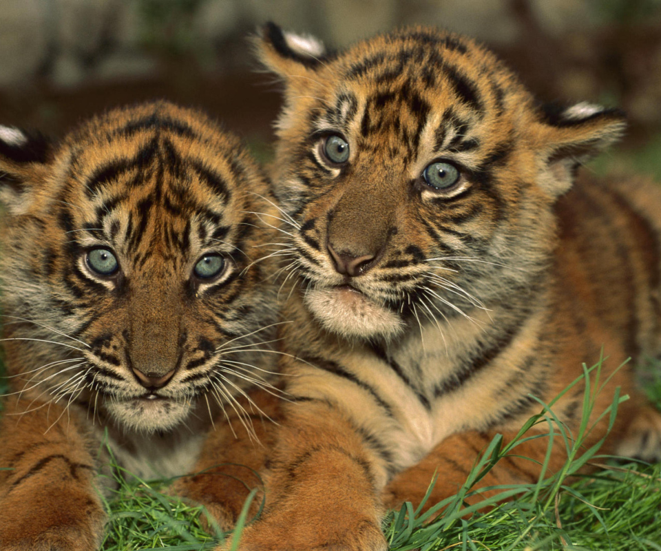 Tiger Cubs wallpaper 960x800