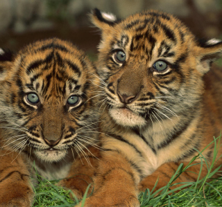 Kostenloses Tiger Cubs Wallpaper für iPad Air