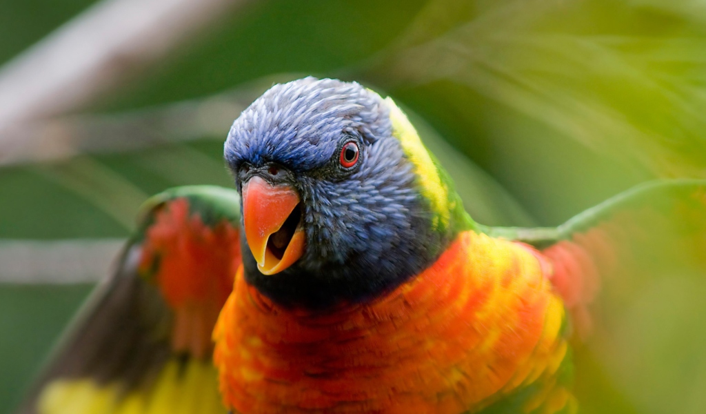 Rainbow Lorikeet Parrot wallpaper 1024x600